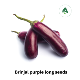 Buy Brinjal long seeds for Home gardening