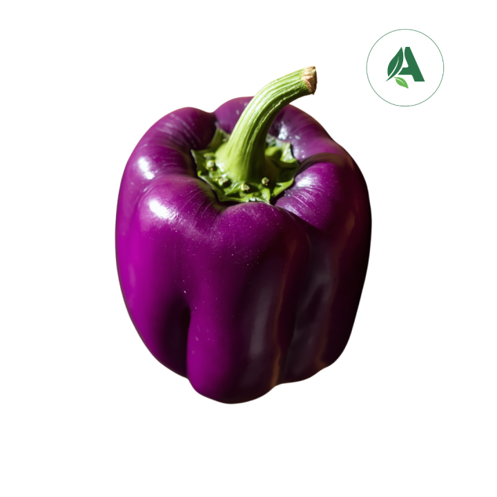 Buy Capsicum Purple seeds for Home gardening