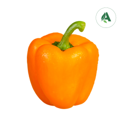 Buy Capsicum Orange seeds for Home gardening